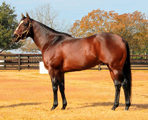 【種牡馬カタログ】2002 Shidaid Stallion Station KITASAN BLACK-種牡馬・産駒-Shadai Stallion Station